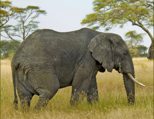Niassa National Reserve